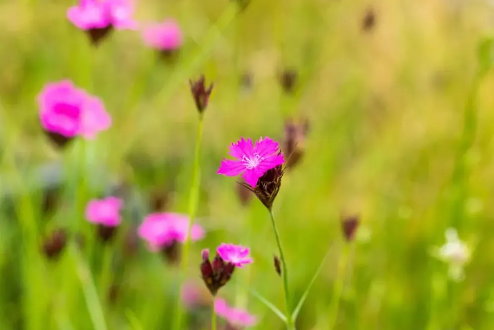 Dianthus carthusianorum (Kartuizer anjer)