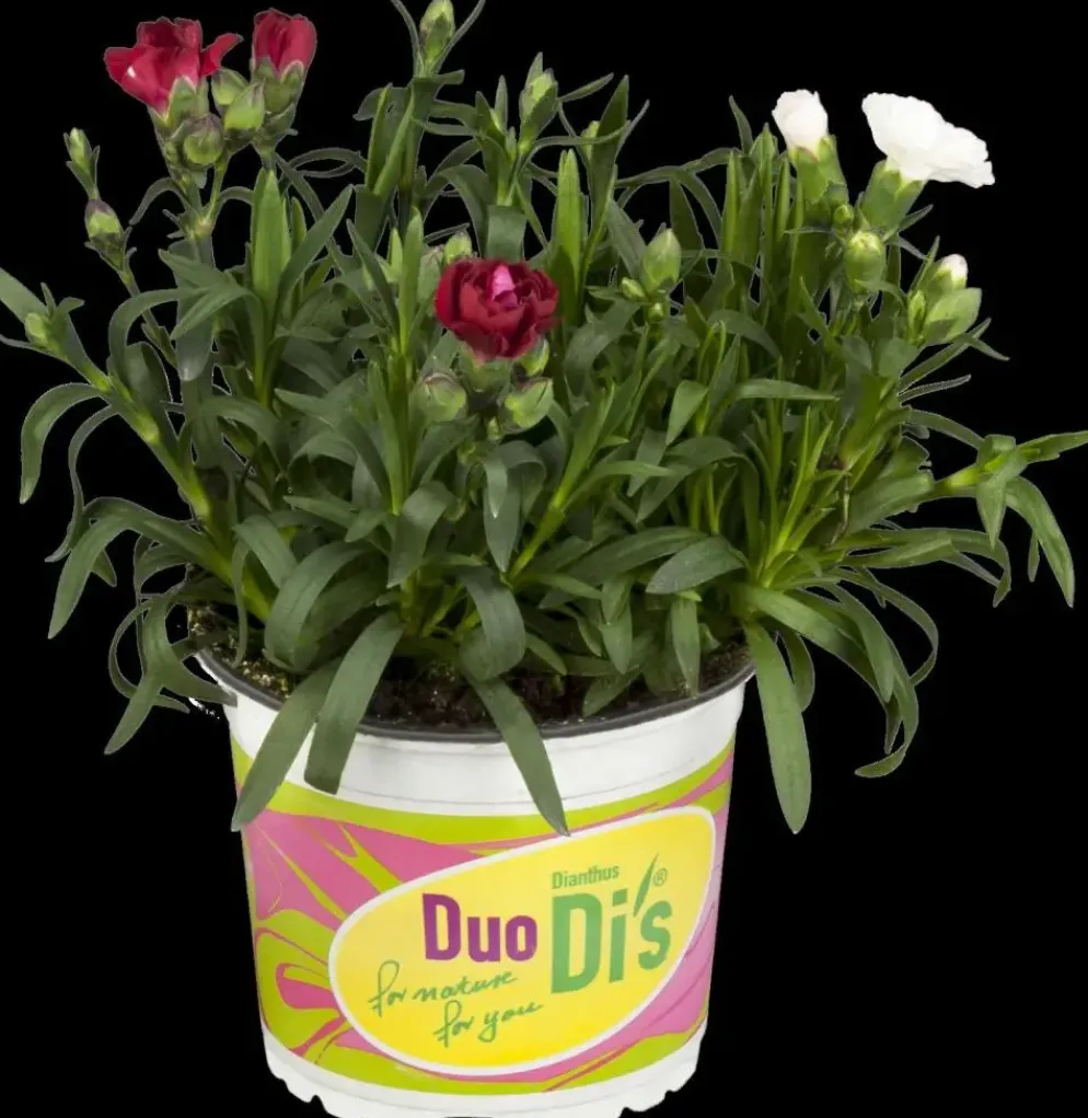 Dianthus caryophyllus (Tuinanjer)