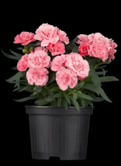 Dianthus caryophyllus (Tuinanjer)