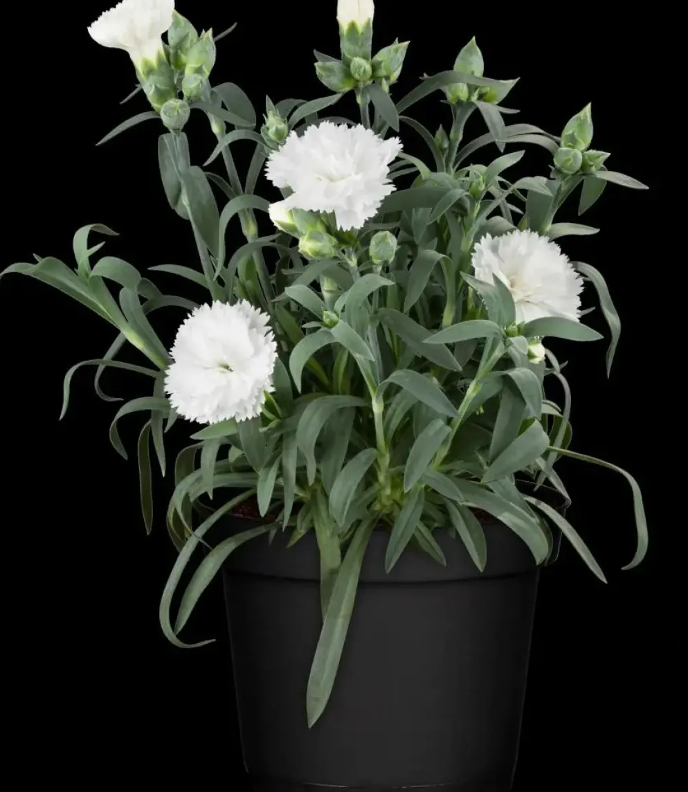 Dianthus caryophyllus (Tuinanjer)