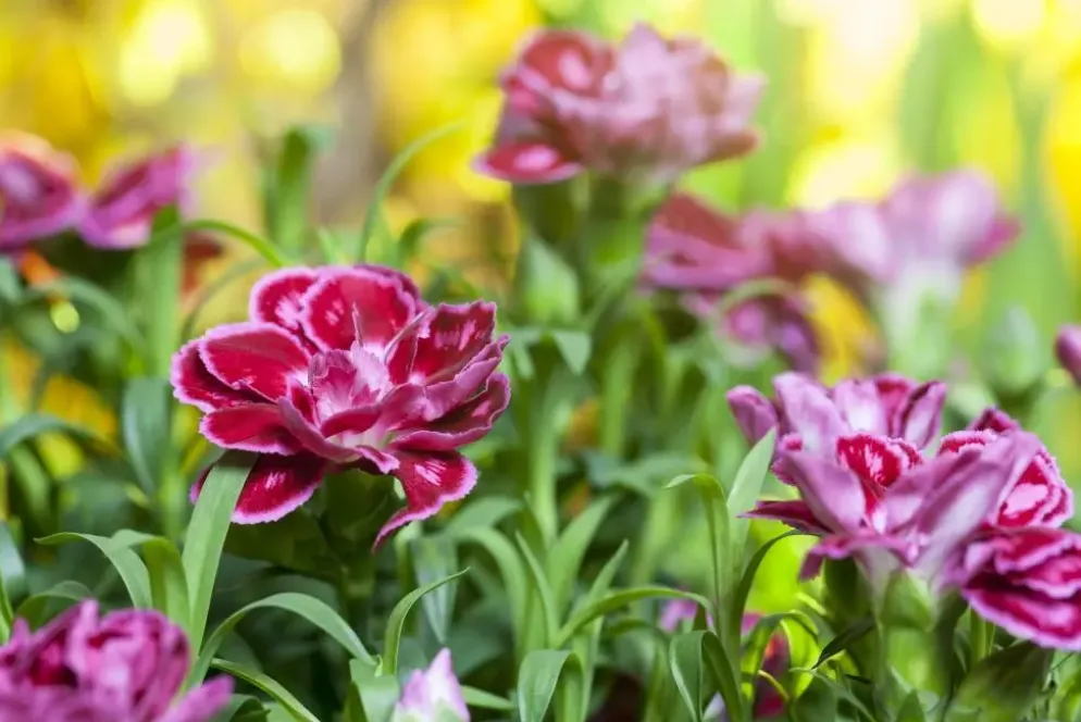 Dianthus caryophyllus (Tuinanjer)