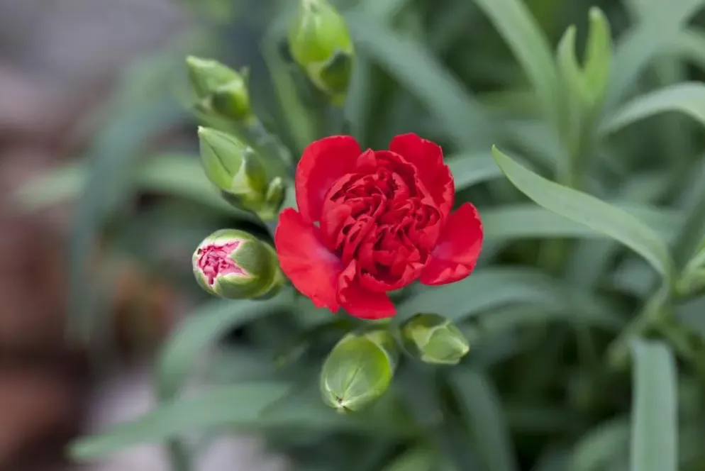 Dianthus caryophyllus (Tuinanjer)
