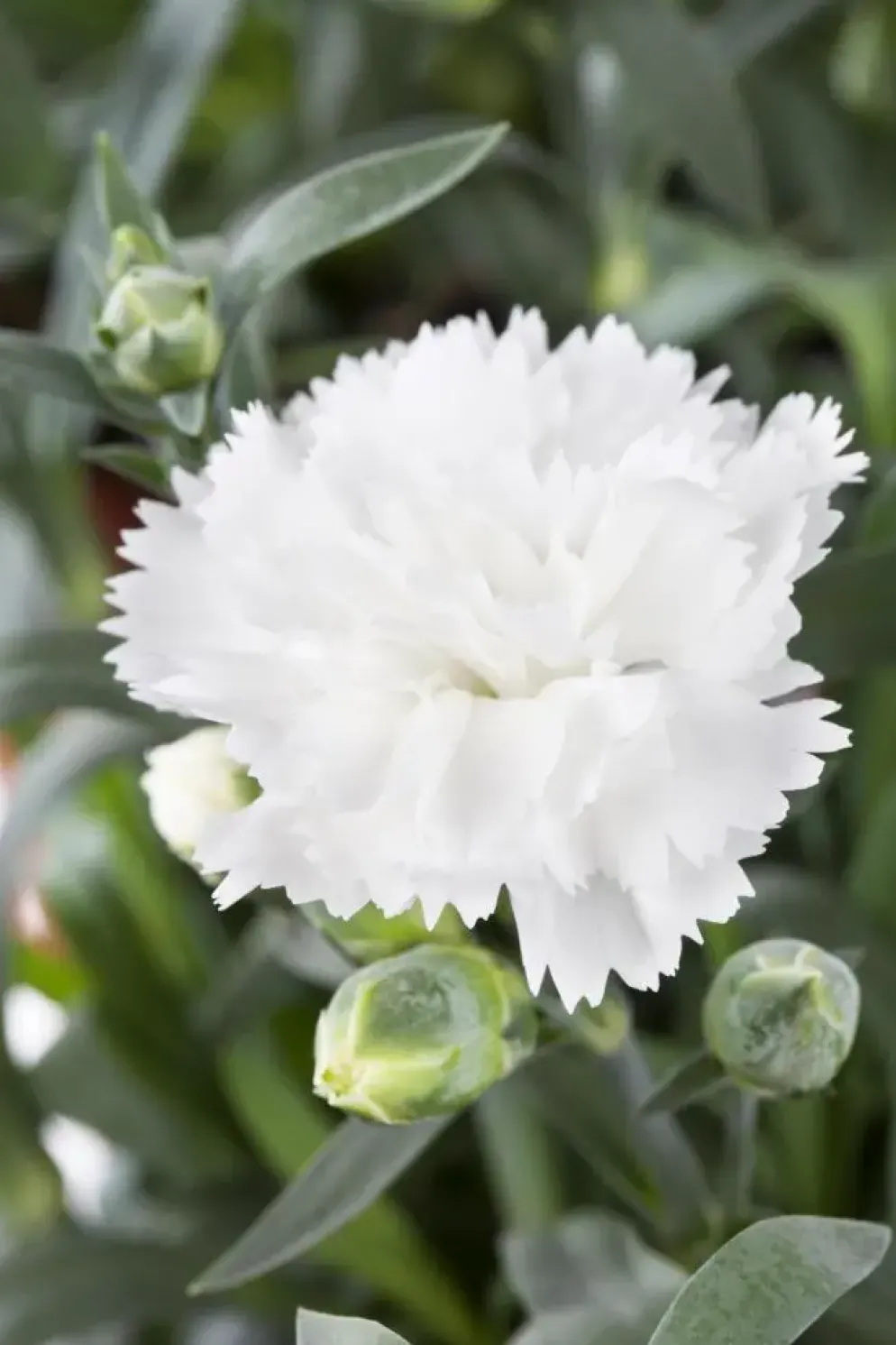 Dianthus caryophyllus (Tuinanjer)