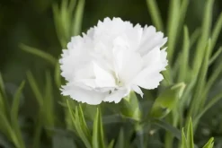 Dianthus caryophyllus (Tuinanjer)