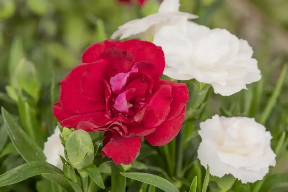 Dianthus caryophyllus (Tuinanjer)
