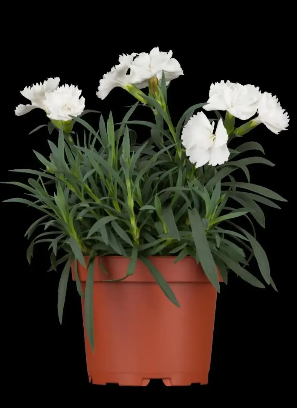 Dianthus caryophyllus (Tuinanjer)