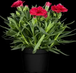 Dianthus caryophyllus (Tuinanjer)