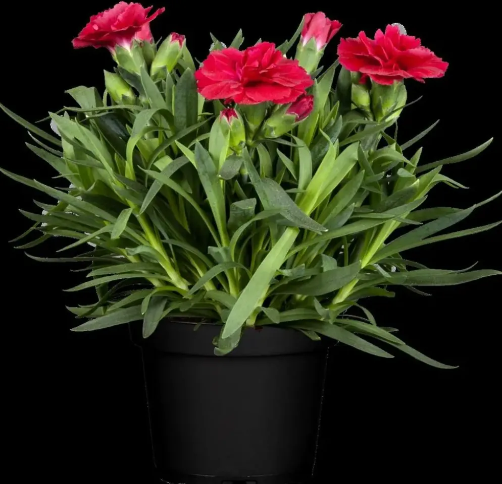 Dianthus caryophyllus (Tuinanjer)
