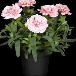 Dianthus caryophyllus (Tuinanjer)