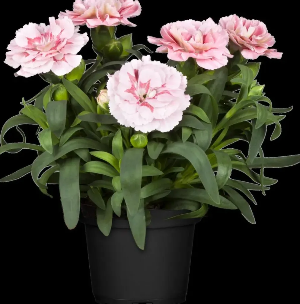 Dianthus caryophyllus (Tuinanjer)