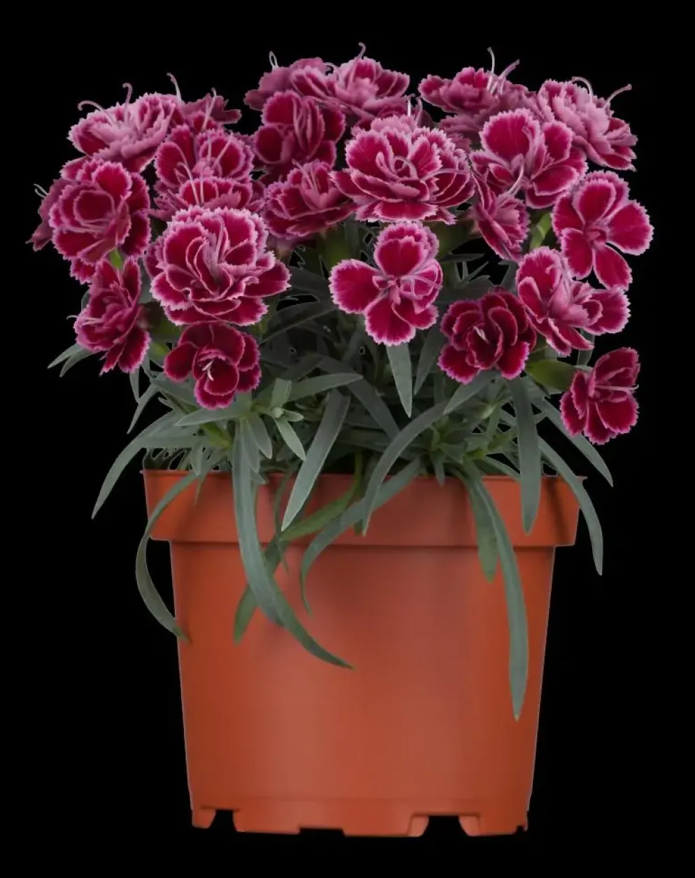 Dianthus caryophyllus (Tuinanjer)