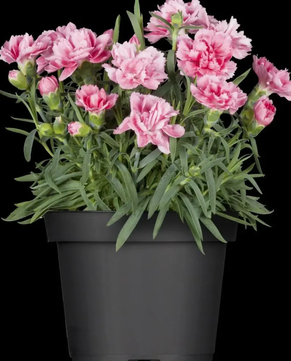 Dianthus caryophyllus (Tuinanjer)