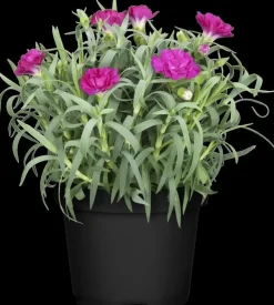 Dianthus caryophyllus (Tuinanjer)