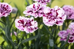 Dianthus caryophyllus (Tuinanjer)