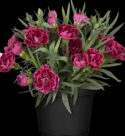 Dianthus caryophyllus (Tuinanjer)