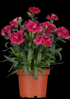 Dianthus caryophyllus (Tuinanjer)