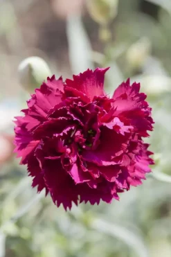 Dianthus caryophyllus (Tuinanjer)