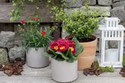 Dianthus caryophyllus (Tuinanjer)
