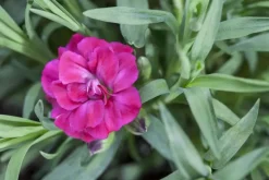 Dianthus caryophyllus (Tuinanjer)
