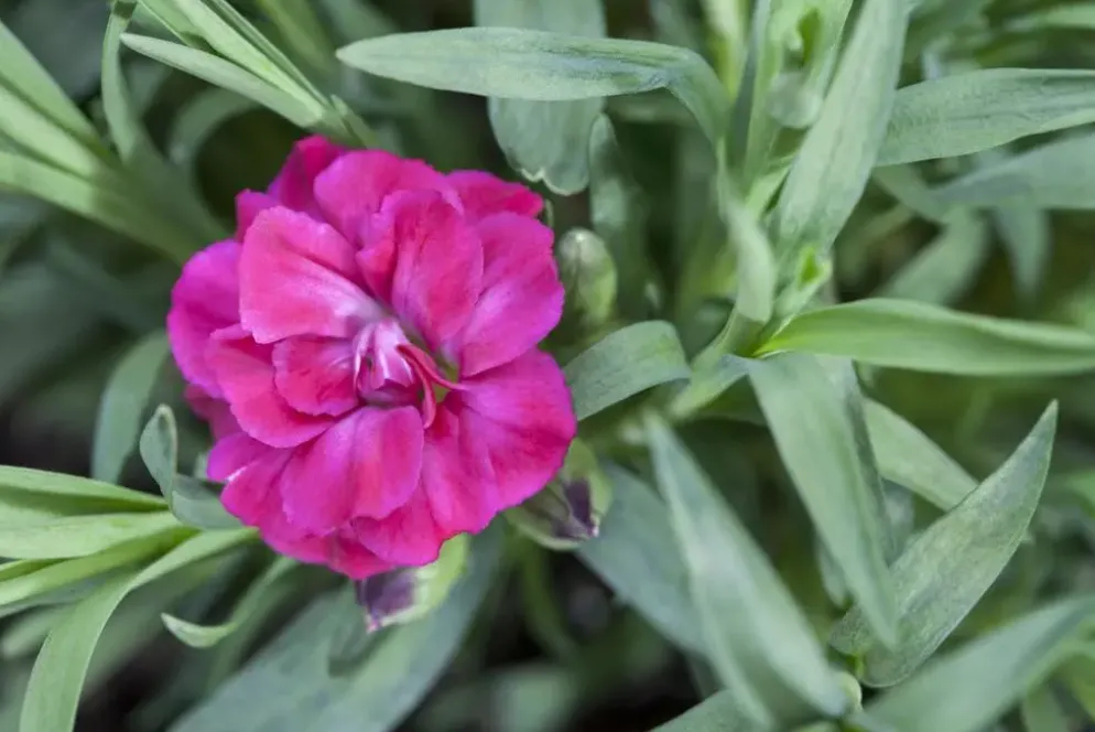 Dianthus caryophyllus (Tuinanjer)