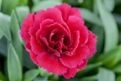 Dianthus caryophyllus (Tuinanjer)