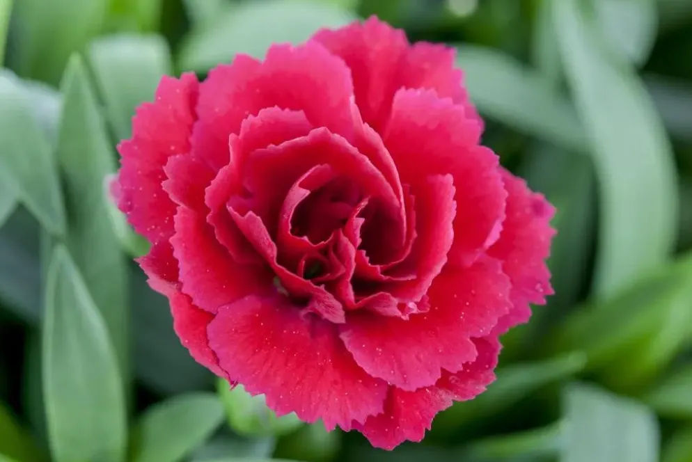 Dianthus caryophyllus (Tuinanjer)