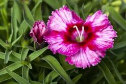 Dianthus caryophyllus (Tuinanjer)