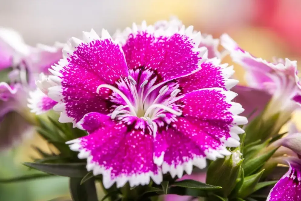Dianthus caryophyllus (Tuinanjer)