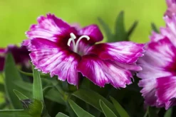 Dianthus caryophyllus (Tuinanjer)