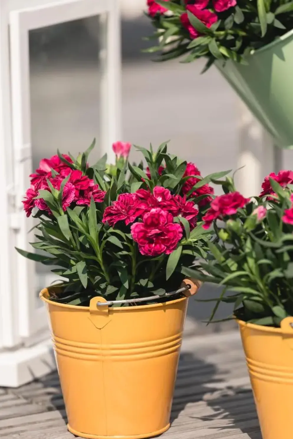 Dianthus caryophyllus (Tuinanjer)