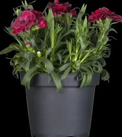 Dianthus caryophyllus (Tuinanjer)