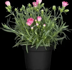 Dianthus caryophyllus (Tuinanjer)