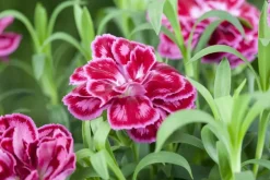 Dianthus caryophyllus (Tuinanjer)
