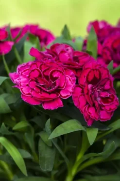 Dianthus caryophyllus (Tuinanjer)