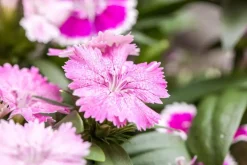 Dianthus caryophyllus (Tuinanjer)