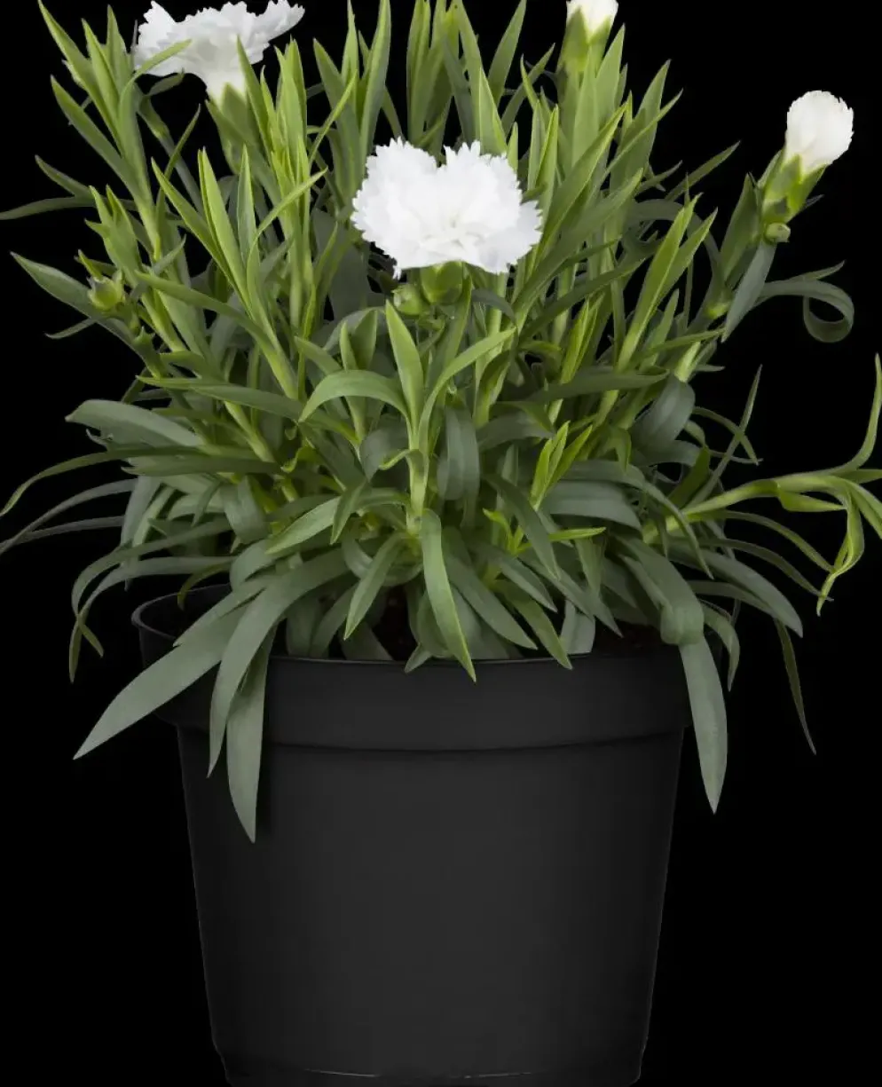 Dianthus caryophyllus (Tuinanjer)