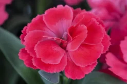 Dianthus caryophyllus (Tuinanjer)