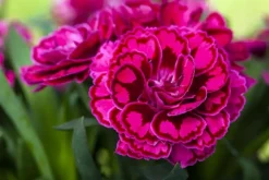 Dianthus caryophyllus (Tuinanjer)