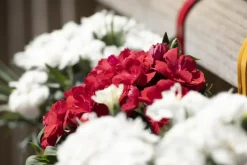 Dianthus caryophyllus (Tuinanjer)