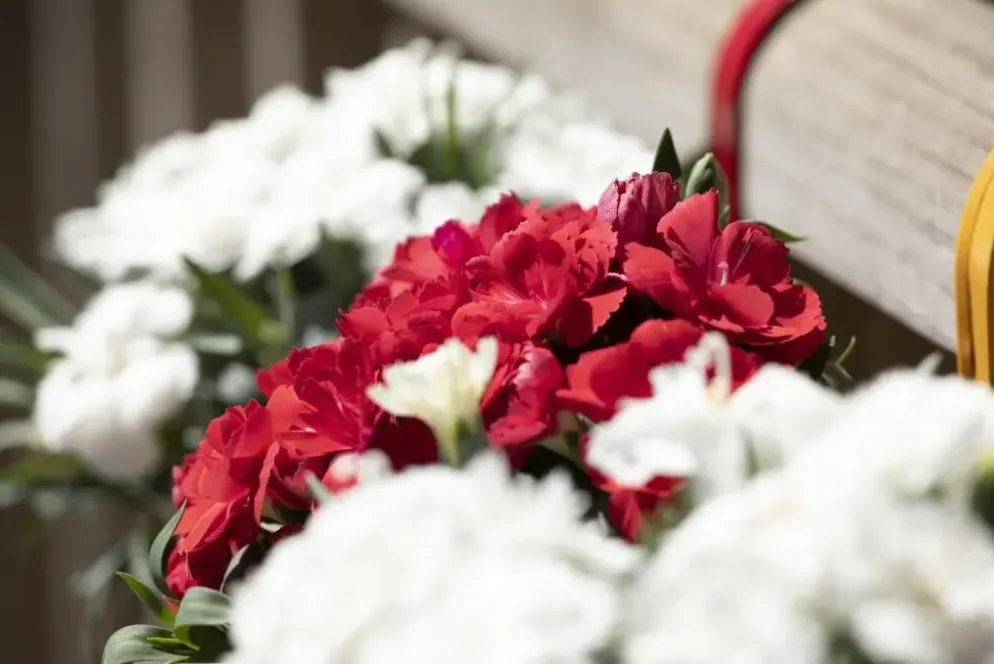 Dianthus caryophyllus (Tuinanjer)