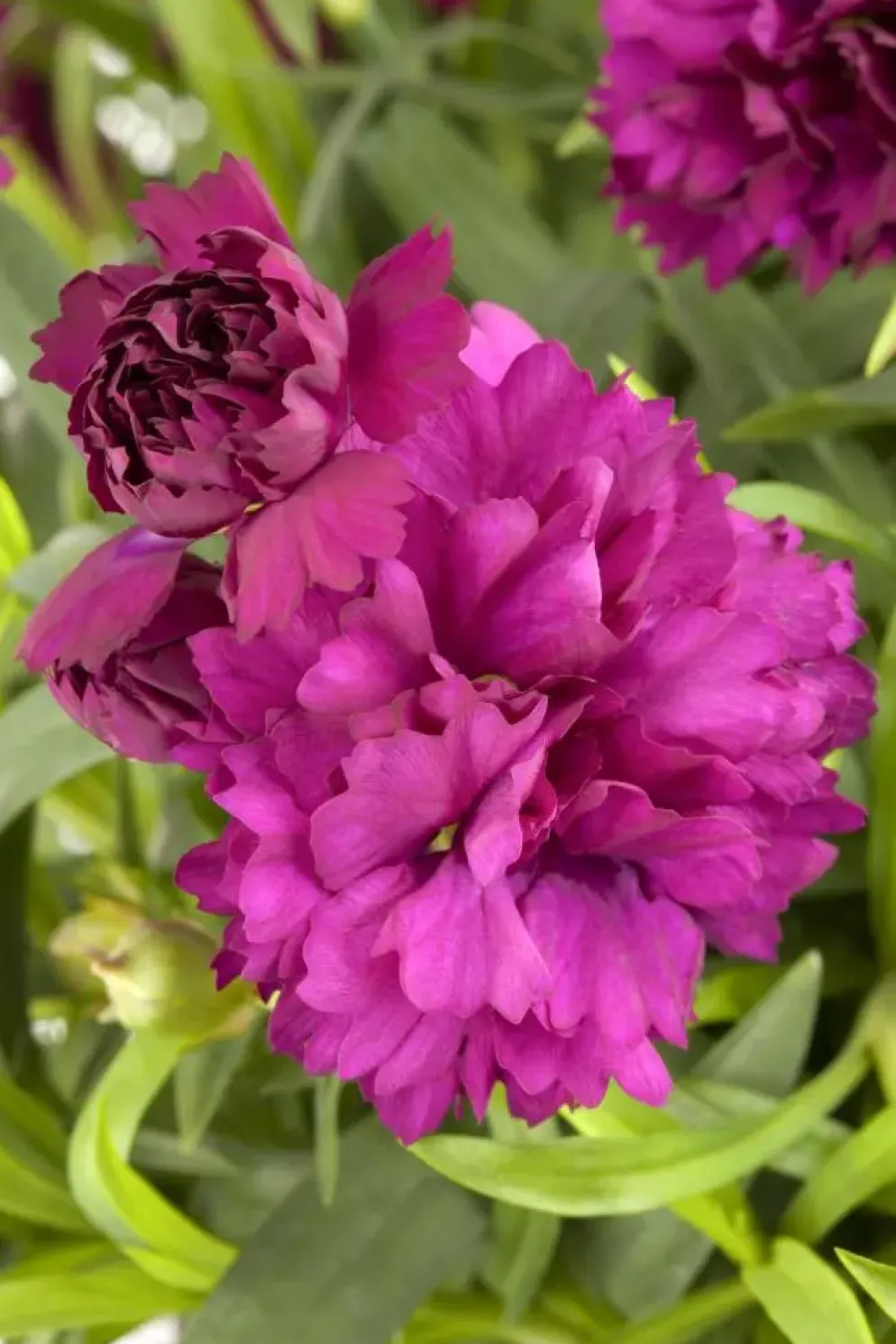 Dianthus caryophyllus (Tuinanjer)