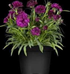 Dianthus caryophyllus (Tuinanjer)