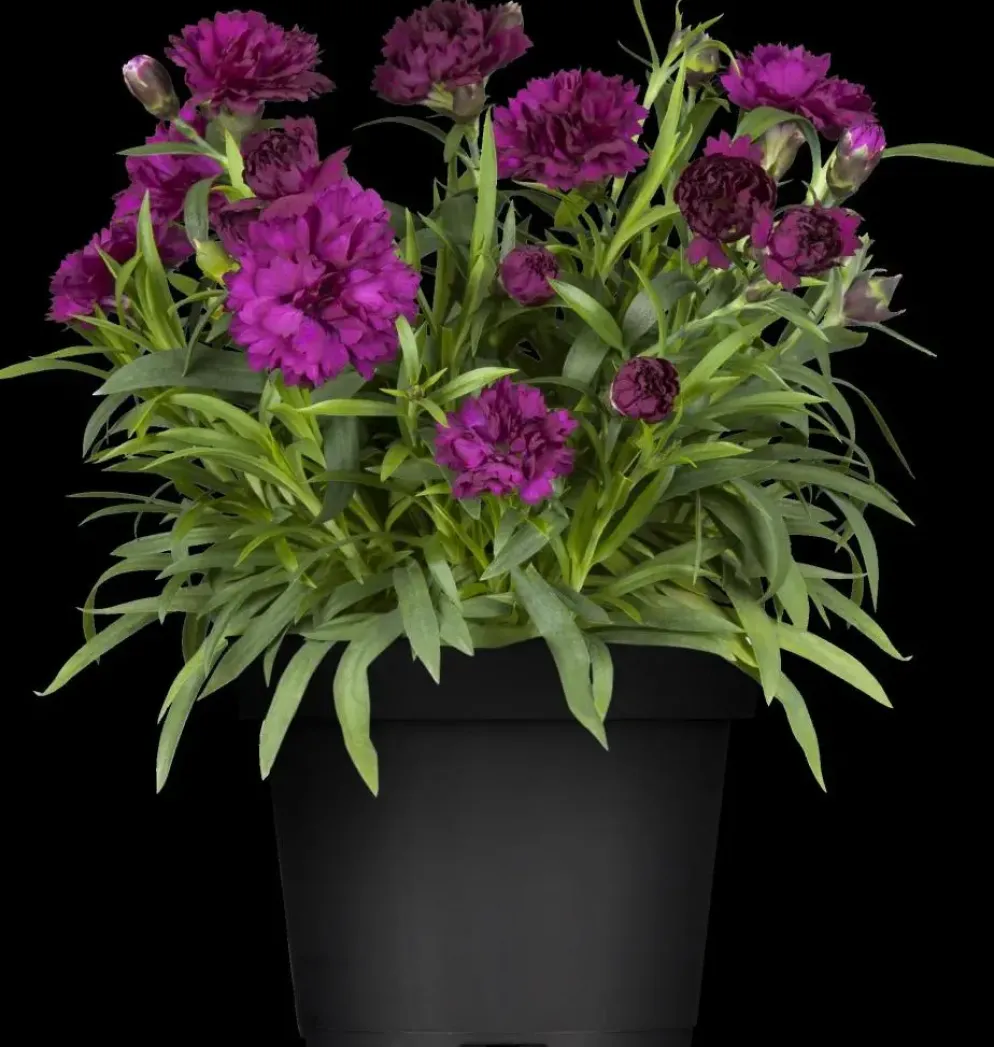 Dianthus caryophyllus (Tuinanjer)