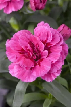 Dianthus caryophyllus (Tuinanjer)