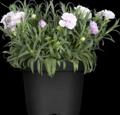 Dianthus caryophyllus (Tuinanjer)
