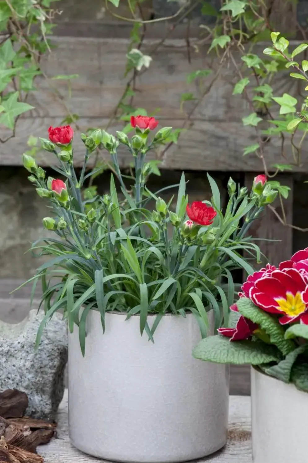 Dianthus caryophyllus (Tuinanjer)