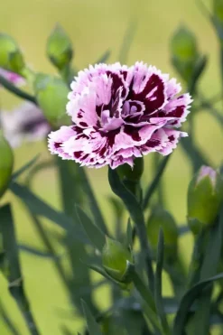 Dianthus caryophyllus (Tuinanjer)