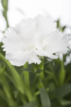 Dianthus caryophyllus (Tuinanjer)