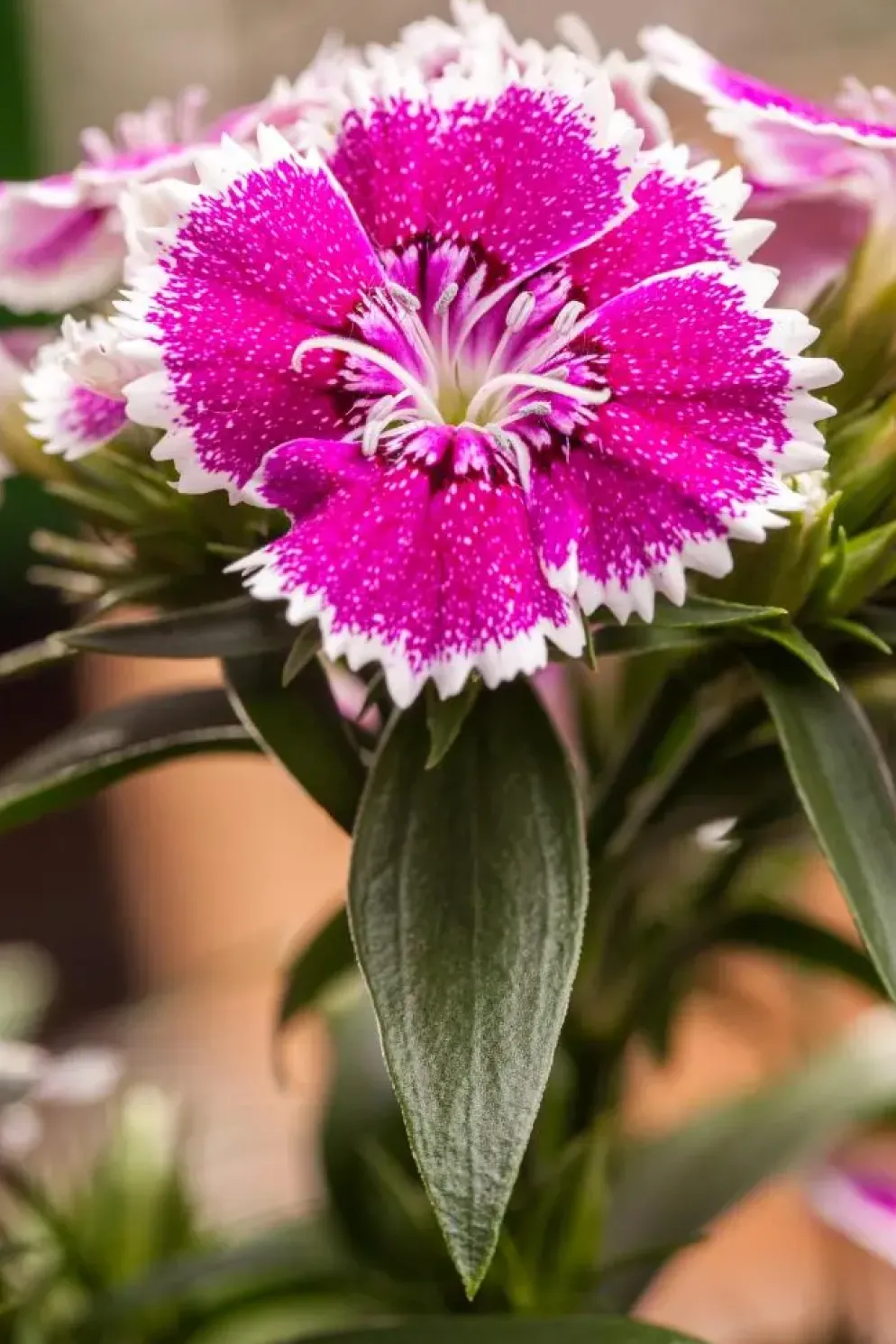 Dianthus caryophyllus (Tuinanjer)