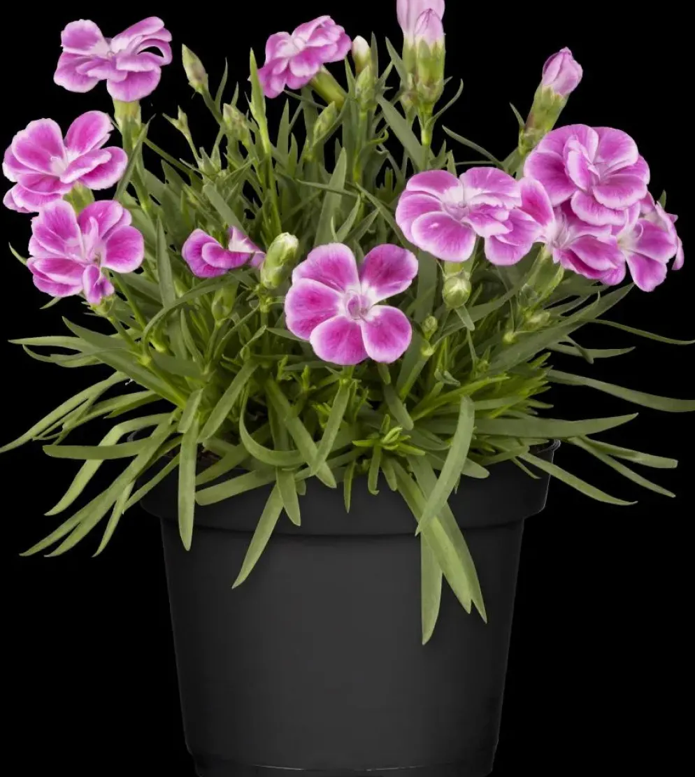 Dianthus caryophyllus (Tuinanjer)